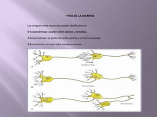 Sinapsis y unión neuromuscular | PPT