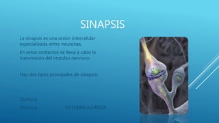 SINAPSIS
La sinapsis es una unión intercelular
especializada entre neuronas.
En estos contactos se lleva a cabo la
transmisión del impulso nervioso.
Hay dos tipos principales de sinapsis:
Química
Eléctrica ESTEBAN ALMEIDA
 