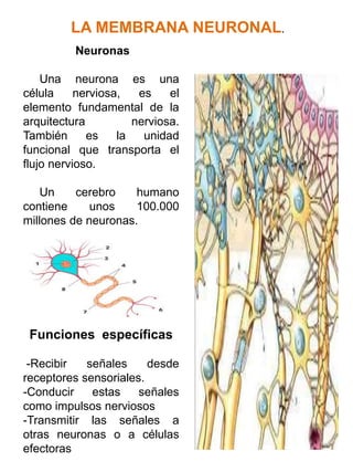 LA MEMBRANA NEURONAL.
Neuronas
Una neurona es una
célula nerviosa, es el
elemento fundamental de la
arquitectura nerviosa....