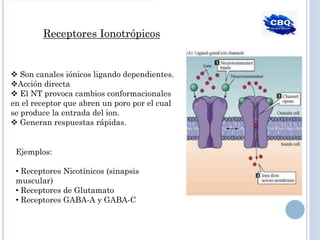 Receptores Ionotrópicos
❖ Son canales iónicos ligando dependientes.
❖Acción directa
❖ El NT provoca cambios conformacionales
en el receptor que abren un poro por el cual
se produce la entrada del ion.
❖ Generan respuestas rápidas.
Ejemplos:
• Receptores Nicotínicos (sinapsis
muscular)
• Receptores de Glutamato
• Receptores GABA-A y GABA-C
 