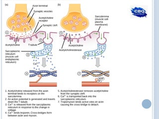 Sinapsis, presentación general del tema.