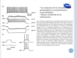 • La respuesta de la neurona
postsináptica es proporcional a
la presináptica.
• Existe un filtrado de la
información.
 