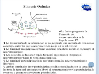 Sinapsis Química
❖ La transmisión de la información se da mediante una sucesión de fenómenos
complejos entre los que la neurosecreción juega un papel central.
❖ La terminal presináptica contiene vesículas sinápticas donde se encuentra el
neurotransmisor.
❖ Las vesículas se fusionan con la terminal presináptica liberando el
neurotransmisor hacia la hendidura sináptica.
❖ La terminal postsináptica tiene receptores para los neurotransmisores
liberados.
❖ Ambas terminales pre y postsinápticas están especializadas en la tarea que
les toca, la terminal presináptica libera el neurotransmisor y la postsináptica lo
reconoce y genera una respuesta postsináptica.
❖Lo único que genera la
liberación del
neurotransmisor es la
llegada de un PA.
 