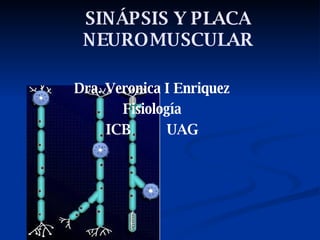 SINÁPSIS Y PLACA NEUROMUSCULAR Dra. Veronica I Enriquez Fisiología ICB  UAG 