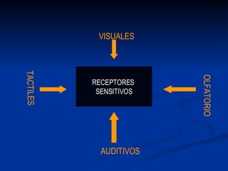 RECEPTORES  SENSITIVOS VISUALES AUDITIVOS TACTILES OLFATORIO 