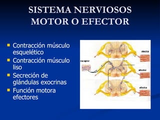 SISTEMA NERVIOSOS MOTOR O EFECTOR Contracción músculo esquelético Contracción músculo liso Secreción de glándulas exocrinas Función motora  efectores 