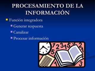 PROCESAMIENTO DE LA INFORMACIÓN Función integradora  Generar respuesta Canalizar Procesar información 
