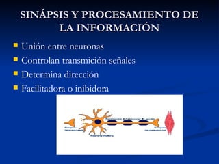 SINÁPSIS Y PROCESAMIENTO DE LA INFORMACIÓN Unión entre neuronas Controlan transmición señales Determina dirección Facilitadora o inibidora 
