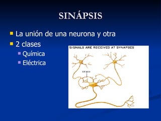 SINÁPSIS La unión de una neurona y otra 2 clases Química Eléctrica 