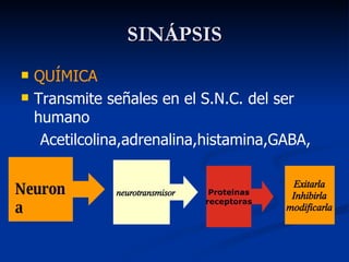 SINÁPSIS QUÍMICA Transmite señales en el S.N.C. del ser humano Acetilcolina,adrenalina,histamina,GABA, Neurona neurotransmisor Proteinas receptoras Exitarla Inhibirla modificarla 