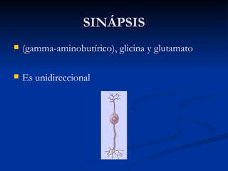 SINÁPSIS (gamma-aminobutírico), glicina y glutamato Es unidireccional 