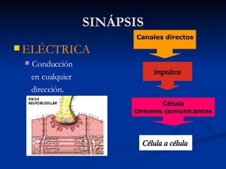 SINÁPSIS ELÉCTRICA Conducción en cualquier dirección. Canales directos impulsos Célula Uniones comunicantes Célula a célula 