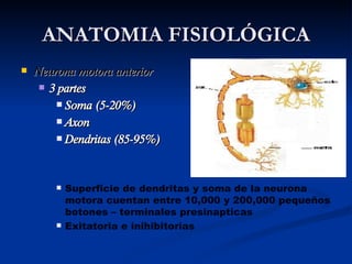 ANATOMIA FISIOLÓGICA Neurona motora anterior 3 partes Soma (5-20%) Axon Dendritas (85-95%) Superficie de dendritas y soma de la neurona motora cuentan entre 10,000 y 200,000 pequeños botones – terminales presinapticas Exitatoria e inihibitorias 