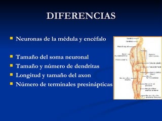 DIFERENCIAS Neuronas de la médula y encéfalo Tamaño del soma neuronal Tamaño y número de dendritas Longitud y tamaño del axon Número de terminales presinápticas 