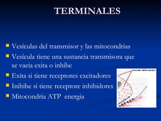 TERMINALES Vesículas del transmisor y las mitocondrias Vesícula tiene una sustancia transmisora que se vacia exita o inhibe Exita si tiene receptores excitadores Inihibe si tiene receptore inhibidores Mitocondria ATP  energia 