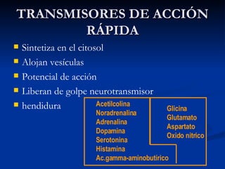 TRANSMISORES DE ACCIÓN RÁPIDA Sintetiza en el citosol Alojan vesículas Potencial de acción Liberan de golpe neurotransmisor hendidura Acetilcolina Noradrenalina Adrenalina Dopamina Serotonina Histamina Ac.gamma-aminobutírico Glicina Glutamato Aspartato Oxido nitrico 