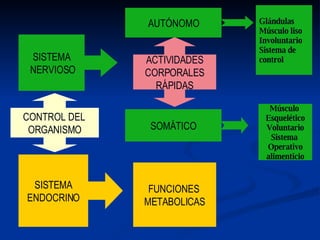 CONTROL DEL  ORGANISMO SISTEMA NERVIOSO SISTEMA ENDOCRINO FUNCIONES  METABOLICAS ACTIVIDADES CORPORALES RÁPIDAS AUTÓNOMO SOMÁTICO Glándulas Músculo liso Involuntario Sistema de  control Músculo  Esquelético Voluntario Sistema  Operativo alimenticio 