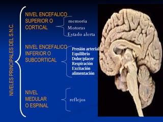 NIVELES PRINCIPALES DEL S.N.C. NIVEL ENCEFALICO SUPERIOR O  CORTICAL NIVEL ENCEFALICO INFERIOR O  SUBCORTICAL NIVEL MEDULAR O ESPINAL memoria reflejos Motoras Estado alerta Presión arterial Equilibrio Dolor/placer Respiración Excitación alimentación 