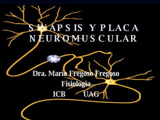 SINÁPSIS Y PLACA NEUROMUSCULAR Dra. María Fregoso Fregoso Fisiología ICB  UAG 