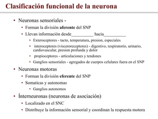 <ul><ul><li>Neuronas sensoriales -  </li></ul></ul><ul><ul><ul><li>Forman la división  aferente  del SNP </li></ul></ul></...
