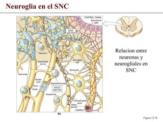 Neuroglia en el SNC Figure 12.7b Relacion entre neuronas y neurogliales en SNC 