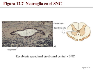 Figura 12.7  Neuroglia en el SNC Figure 12.7a Recubierta ependimal en el canal central - SNC 