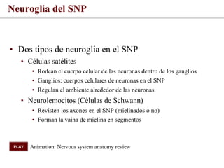 <ul><li>Dos tipos de neuroglia en el SNP  </li></ul><ul><ul><li>Células satélites </li></ul></ul><ul><ul><ul><li>Rodean el...