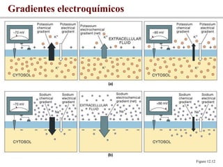 Gradientes electroquímicos Figure 12.12 