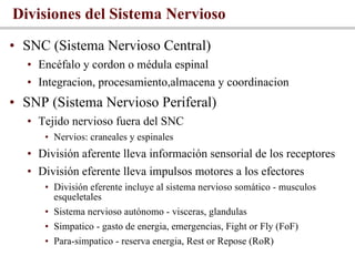 Divisiones del Sistema Nervioso <ul><li>SNC (Sistema Nervioso Central)  </li></ul><ul><ul><li>Encéfalo y cordon o médula e...