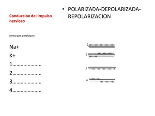 • POLARIZADA-DEPOLARIZADA-
Conducción del impulso     REPOLARIZACION
nervioso


Iones que participan:



Na+
K+
1…………………
2…………………
3…………………
4…………………
 