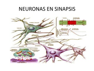 NEURONAS EN SINAPSIS
 