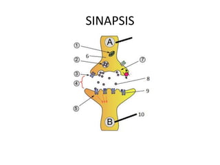 SINAPSIS
 