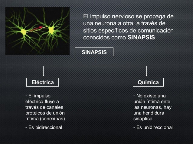 Resultado de imagen para sinapsis quimica 3d