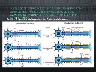 LA VELOCIDAD DE PROPAGACIÓN DEL IMPULSO NERVIOSO NOLA VELOCIDAD DE PROPAGACIÓN DEL IMPULSO NERVIOSO NO
DEPENDE DE LA FUERZA DEL ESTÍMULO SI NO QUE DELDEPENDE DE LA FUERZA DEL ESTÍMULO SI NO QUE DEL
DIÁMETRO DEL AXÓNDIÁMETRO DEL AXÓN Y DE LA AUSENCIA O PRESENCIA DEY DE LA AUSENCIA O PRESENCIA DE
VAINA DE MIELINAVAINA DE MIELINAExisten 2 tipos de propagación del Potencial de acción:
 