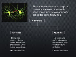 El impulso nervioso se propaga de
una neurona a otra, a través de
sitios específicos de comunicación
conocidos como SINAPSIS
SINAPSIS
Eléctrica Química
- El impulso
eléctrico fluye a
través de canales
proteicos de unión
íntima (conexinas)
- Es bidireccional
- No existe una
unión íntima ente
las neuronas, hay
una hendidura
sináptica
- Es unidireccional
 