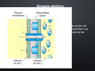 Sinapsis eléctrica
El potencial de acción (el
aumento de iones Na+) se
propaga a través de las
conexinas
Conexinas
 