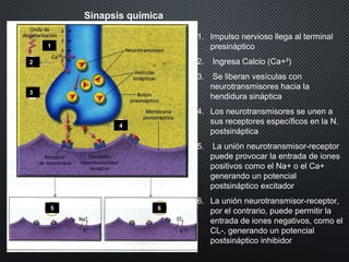 Sinapsis química
1. Impulso nervioso llega al terminal
presináptico
2. Ingresa Calcio (Ca+²)
3. Se liberan vesículas con
neurotransmisores hacia la
hendidura sináptica
4. Los neurotransmisores se unen a
sus receptores específicos en la N.
postsináptica
5. La unión neurotransmisor-receptor
puede provocar la entrada de iones
positivos como el Na+ o el Ca+
generando un potencial
postsináptico excitador
6. La unión neurotransmisor-receptor,
por el contrario, puede permitir la
entrada de iones negativos, como el
CL-, generando un potencial
postsináptico inhibidor
2
3
4
1
5 6
 