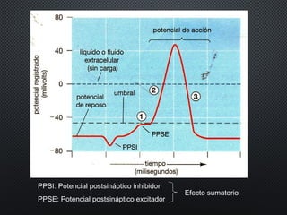 PPSI: Potencial postsináptico inhibidor
PPSE: Potencial postsináptico excitador
Efecto sumatorio
 