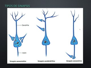 TIPOS DE SINAPSISTIPOS DE SINAPSIS
 