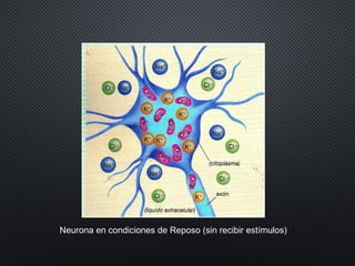 Neurona en condiciones de Reposo (sin recibir estímulos)
 