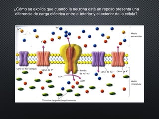 ¿Cómo se explica que cuando la neurona está en reposo presenta una
diferencia de carga eléctrica entre el interior y el exterior de la célula?
 