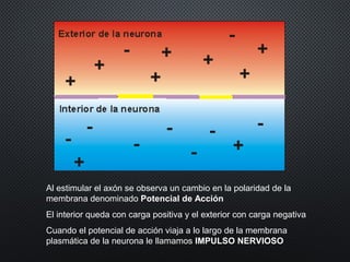 Al estimular el axón se observa un cambio en la polaridad de la
membrana denominado Potencial de Acción
El interior queda con carga positiva y el exterior con carga negativa
Cuando el potencial de acción viaja a lo largo de la membrana
plasmática de la neurona le llamamos IMPULSO NERVIOSO
 