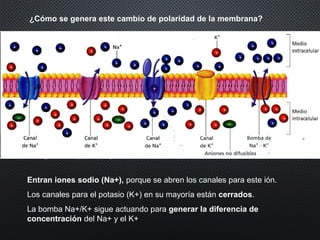 ¿Cómo se genera este cambio de polaridad de la membrana?
Entran iones sodio (Na+), porque se abren los canales para este ión.
Los canales para el potasio (K+) en su mayoría están cerrados.
La bomba Na+/K+ sigue actuando para generar la diferencia de
concentración del Na+ y el K+
Canales regulados por voltaje
 