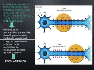 EL POTENCIAL DE REPOSOEL POTENCIAL DE REPOSO
PUEDE SER MODIFICADOPUEDE SER MODIFICADO
DEBIDO A LOS ESTÍMULOSDEBIDO A LOS ESTÍMULOS
CAPTADOS POR LOSCAPTADOS POR LOS
RECEPTORES SENSITIVOS, LORECEPTORES SENSITIVOS, LO
QUE PRODUCE UNAQUE PRODUCE UNA
DESPOLARIZACIÓNDESPOLARIZACIÓN
Aumento de la
permeabilidad para el Na+,
el cual Ingresa la célula
cambiando la polaridad
Luego se restablece la
polaridad de la
membrana, se
inactivan los canales
de Na+ y sale K+:
REPOLARIZACIÓN
 