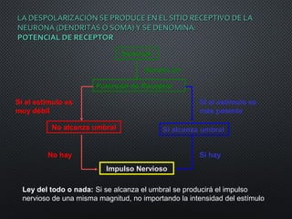 LA DESPOLARIZACIÓN SE PRODUCE EN EL SITIO RECEPTIVO DE LALA DESPOLARIZACIÓN SE PRODUCE EN EL SITIO RECEPTIVO DE LA
NEURONA (DENDRITAS O SOMA) Y SE DENOMINA:NEURONA (DENDRITAS O SOMA) Y SE DENOMINA:
POTENCIAL DE RECEPTORPOTENCIAL DE RECEPTOR
Potencial de Receptor
Estímulo
Genera un
Si el estímulo es
muy débil
No alcanza umbral Si alcanza umbral
Si el estímulo es
más potente
Impulso Nervioso
No hay Si hay
Ley del todo o nada: Si se alcanza el umbral se producirá el impulso
nervioso de una misma magnitud, no importando la intensidad del estímulo
 
