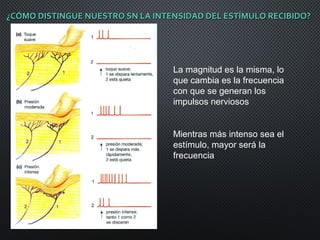 ¿CÓMO DISTINGUE NUESTRO SN LA INTENSIDAD DEL ESTÍMULO RECIBIDO?¿CÓMO DISTINGUE NUESTRO SN LA INTENSIDAD DEL ESTÍMULO RECIBIDO?
La magnitud es la misma, lo
que cambia es la frecuencia
con que se generan los
impulsos nerviosos
Mientras más intenso sea el
estímulo, mayor será la
frecuencia
 