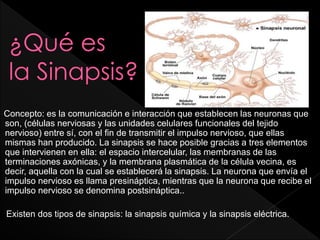 Sinapsis y medula espinal