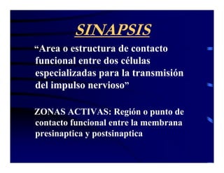 SINAPSIS
“Area o estructura de contacto
funcional entre dos células
especializadas para la transmisión
del impulso nervioso”

ZONAS ACTIVAS: Región o punto de
contacto funcional entre la membrana
presinaptica y postsinaptica
 