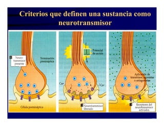 Sinapsis Y Neurotransmision | PDF