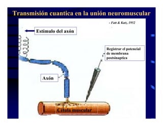 Sinapsis Y Neurotransmision